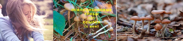 марки nbome Дмитриев