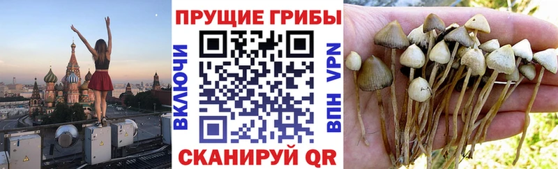 Псилоцибиновые грибы Cubensis Зеленогорск